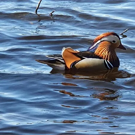 Lägenhet Tarsis Superior *