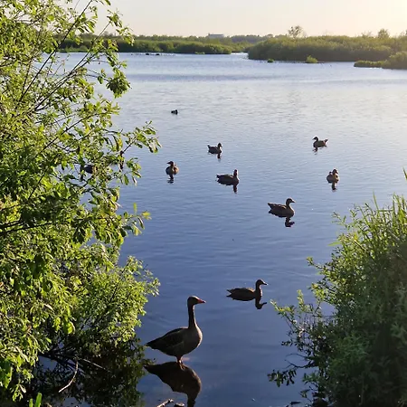 Tarsis Superior Kolobrzeg