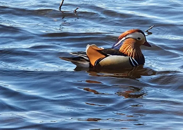 Appartamento Tarsis Superior *